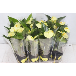 ANTHURIUM VANILLA P09 PREMIUM