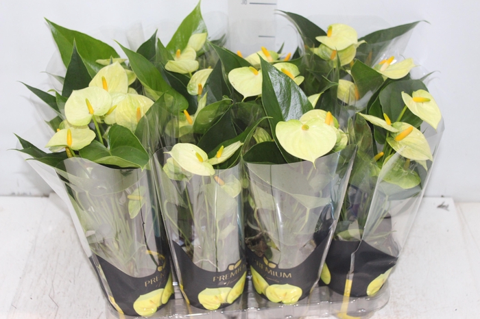 <h4>ANTHURIUM VANILLA P09 PREMIUM</h4>