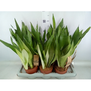 Sansevieria trifa. 'Moonshine'