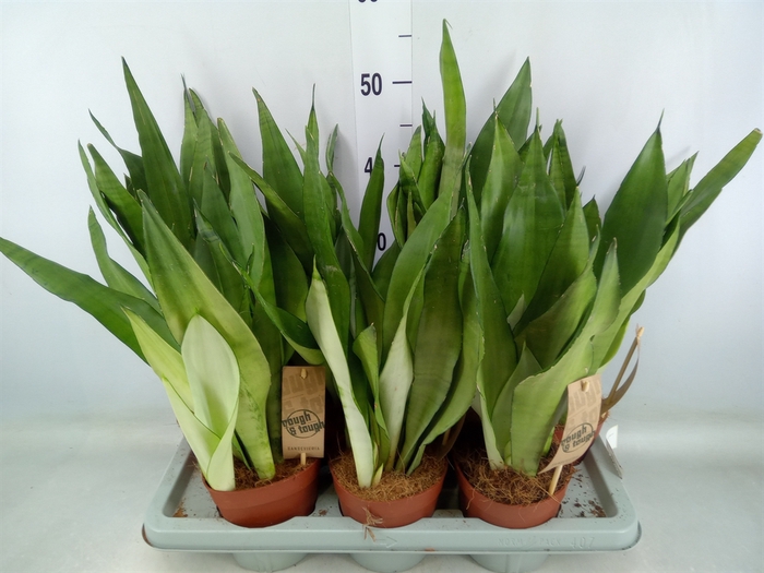 <h4>Sansevieria trifa. 'Moonshine'</h4>