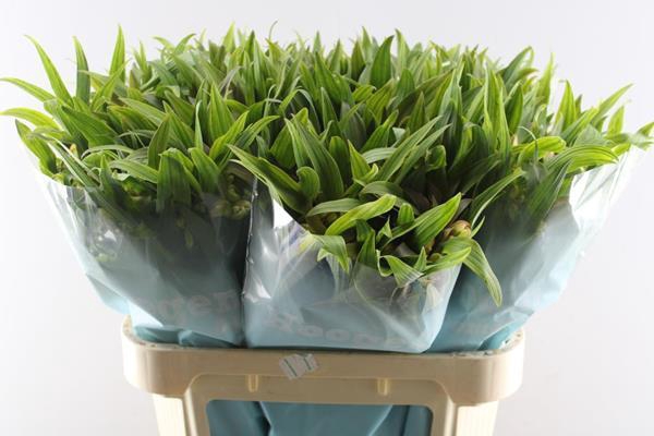 <h4>Alstr Dancing Queen</h4>