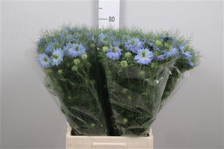 <h4>Nige D Mystry Blue</h4>