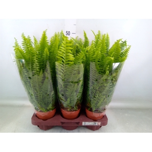 Nephrolepis exal. 'Green Lady'