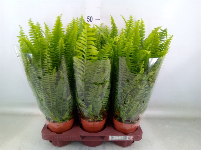 <h4>Nephrolepis exal. 'Green Lady'</h4>