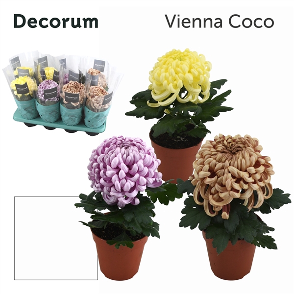 Chrysanne CoCo Mix