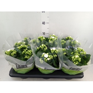 Kalanchoe blos. 'Calandiva Whites'