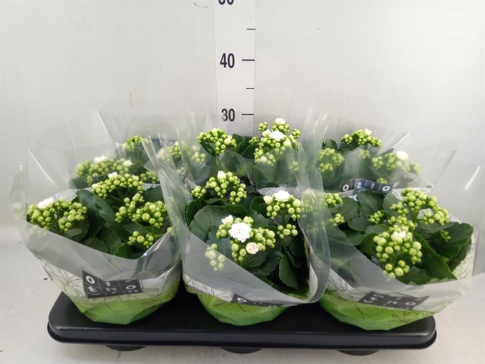 <h4>Kalanchoe blos. 'Calandiva Whites'</h4>