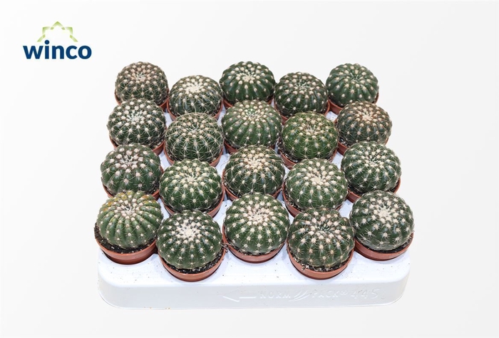 <h4>Notocactus Uebelmaniana</h4>