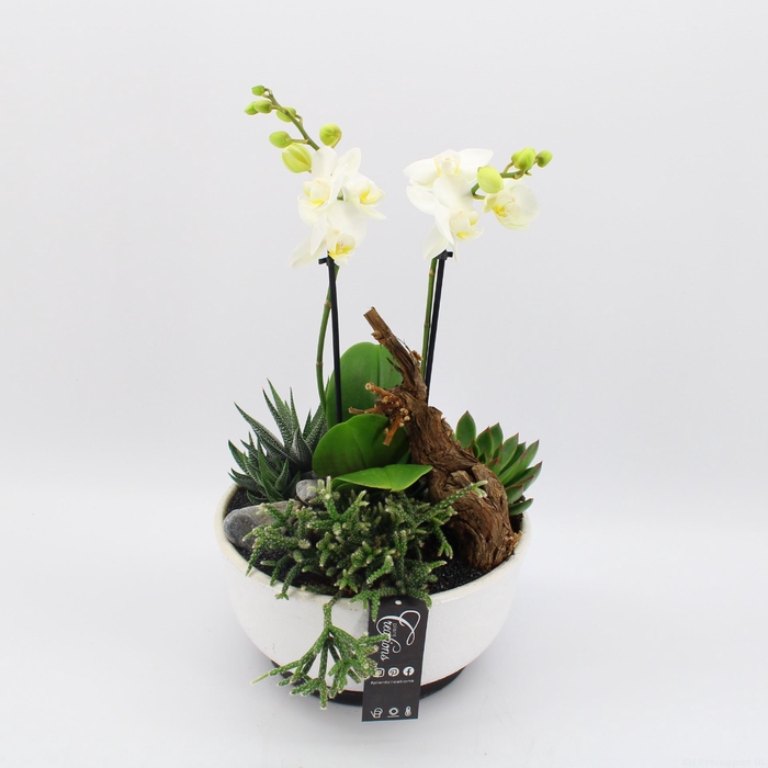PHAL-2401 Phalaenopsis creatie