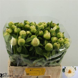 Paeo Officinalis Creme /wit