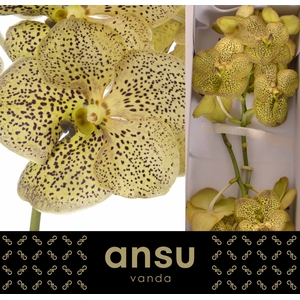 Vanda Cheetah Citron