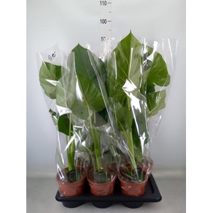 Alocasia macrorrhizos