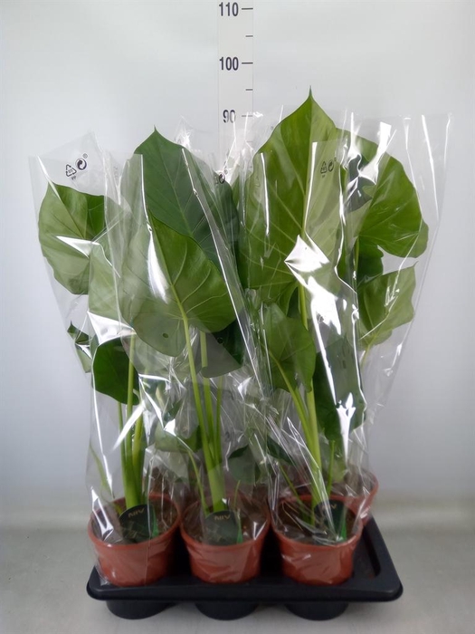 <h4>Alocasia macrorrhizos</h4>