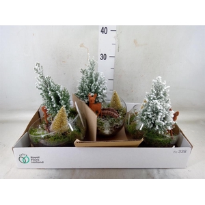 Arr.   Tuinplanten L%