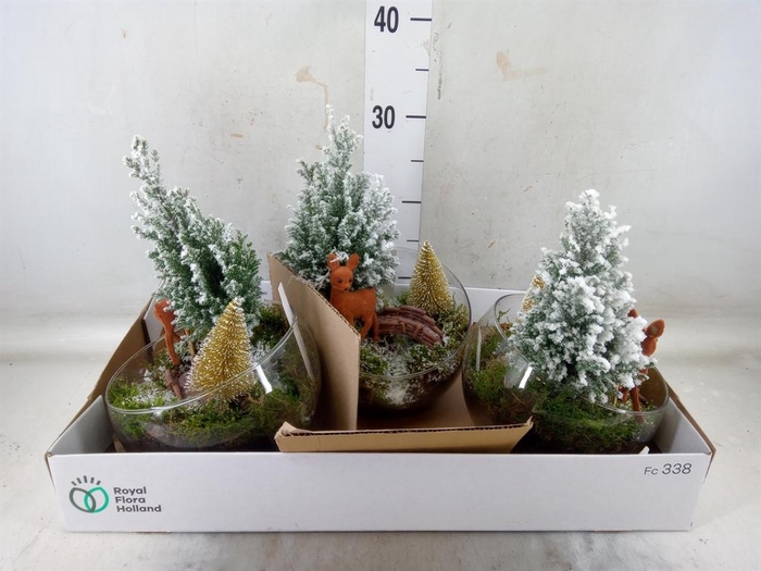 <h4>Arr.   Tuinplanten L%</h4>