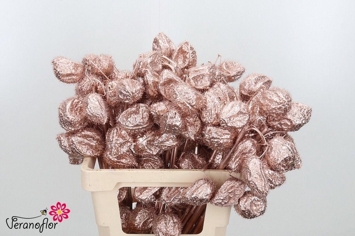 <h4>SNIJBLOEMEN KLB H%</h4>