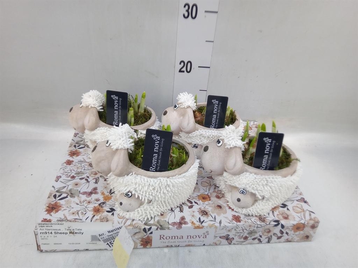 <h4>Arr.  Narcissus</h4>