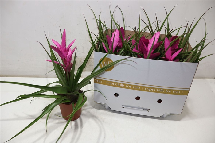 <h4>arr8 Till Antonio</h4>