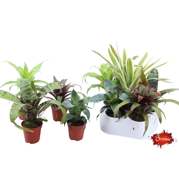 <h4>Forrest mix - blad mix Bromelia</h4>