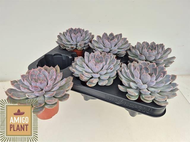 <h4>ECHEV SUMMER</h4>