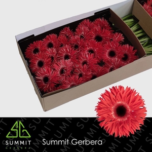 Gerbera Spider Katie Doos