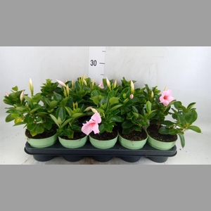 Mandevilla am. 'Sundav Cream Pink'