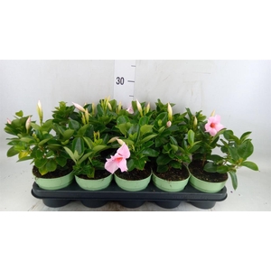 Mandevilla am. 'Sundav Cream Pink'