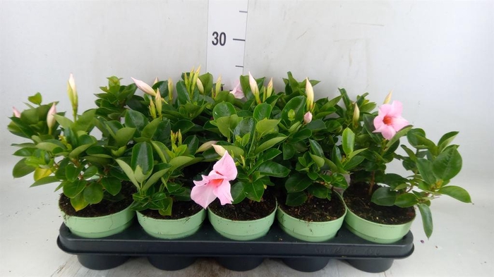 <h4>Mandevilla am. 'Sundav Cream Pink'</h4>