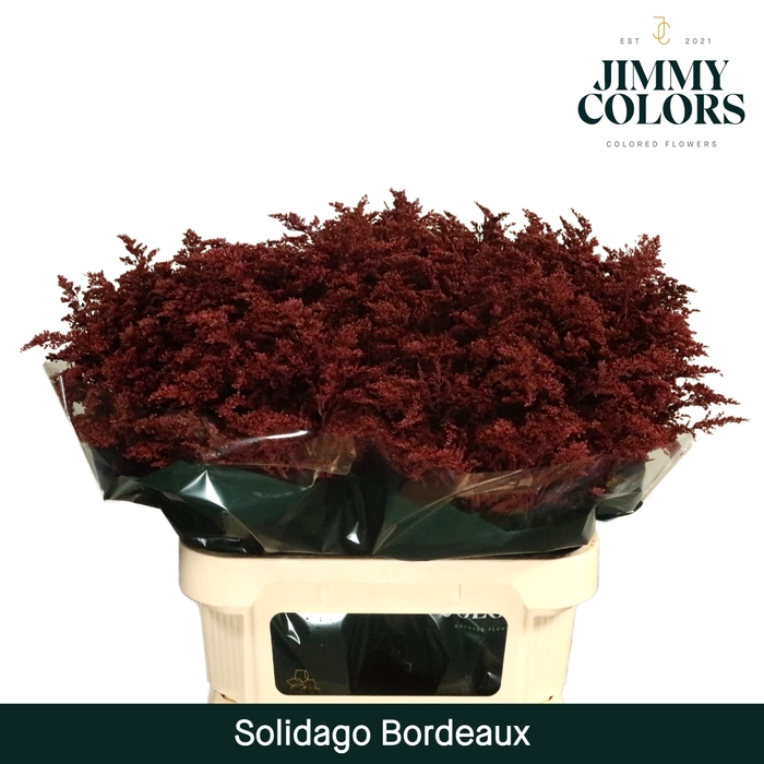 <h4>Solidago L80 Klbh. Bordeaux</h4>
