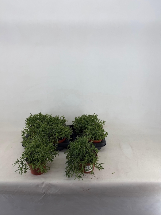 <h4>RHIPSALIS BURCHELLII</h4>
