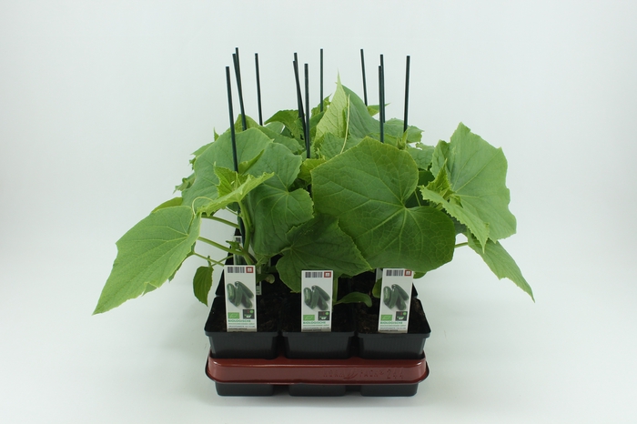 <h4>BKH groente 50440 bio Geënte Snackkomkommer</h4>