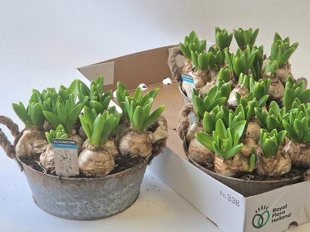 <h4>ARR HYACINTH</h4>