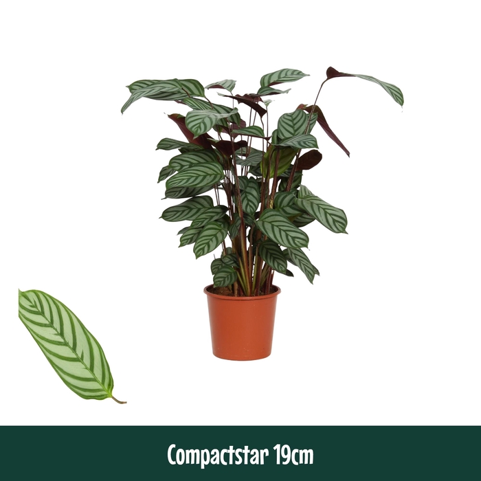<h4>Calathea 19cm Compactstar (Ctenanhte) - Living</h4>