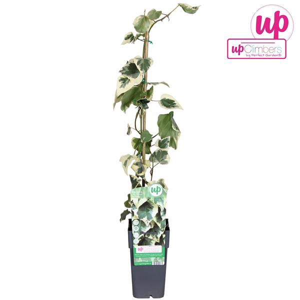<h4>Hedera colchica Dentata Variegata P15</h4>
