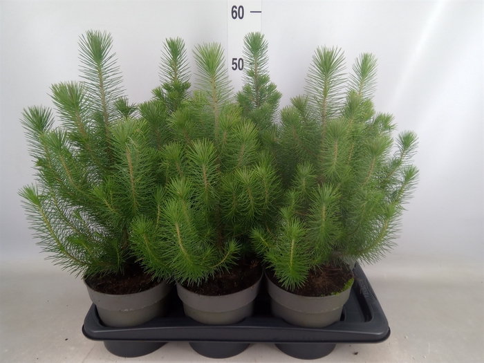 <h4>Pinus pinea 'Silver Crest'</h4>