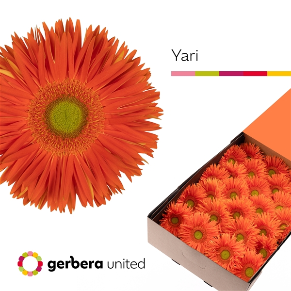 <h4>Ge Gr Spider Yari Box United</h4>