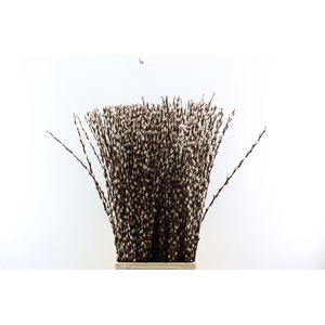 Salix Wilgenkatjes 100cm ( Duitse )
