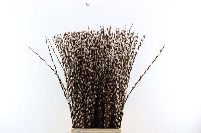 <h4>Salix Wilgenkatjes 100cm ( Duitse )</h4>