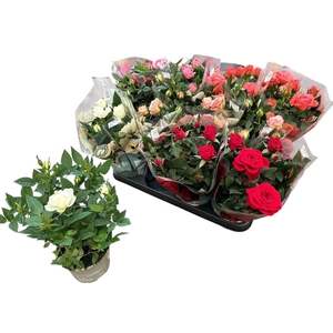 RO KORDANA GEM 5 SRT