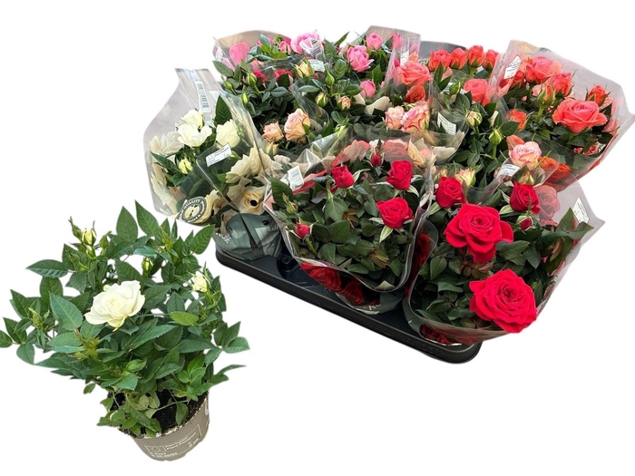 <h4>RO KORDANA GEM 5 SRT</h4>