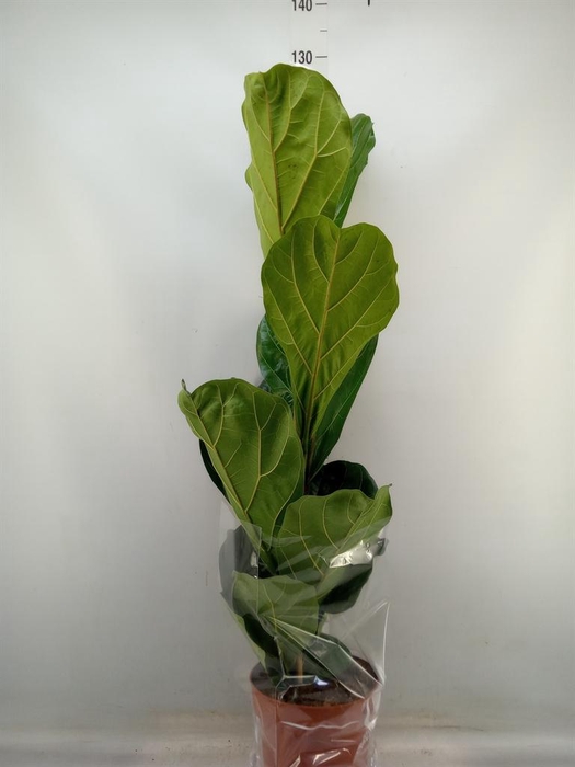 <h4>Ficus lyrata</h4>