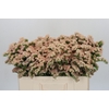 Limonium sinuatum Lucia Apricot