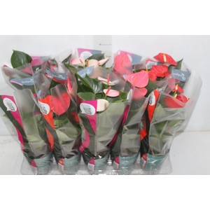 ANTHURIUM VARIADO P12