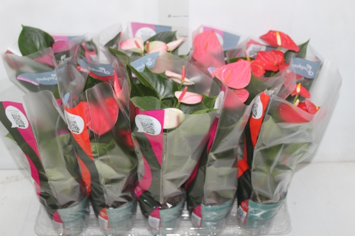 <h4>ANTHURIUM VARIADO P12</h4>