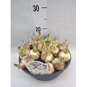 Narcissus taz. 'Geranium'