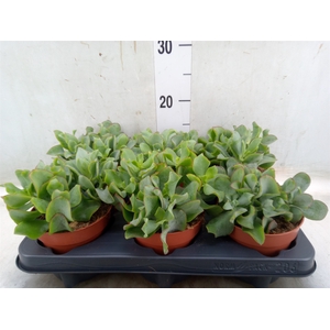 Crassula arborescens subsp. undilat