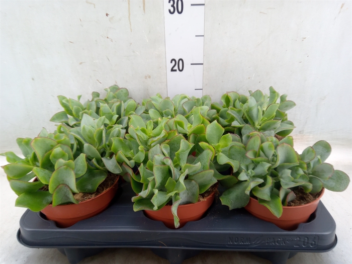 <h4>Crassula arborescens subsp. undilat</h4>