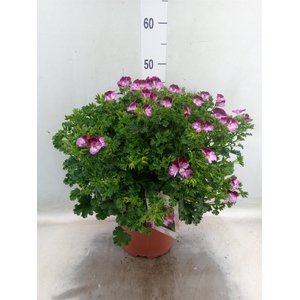 Pelargonium gran. 'Tip Top Duet'