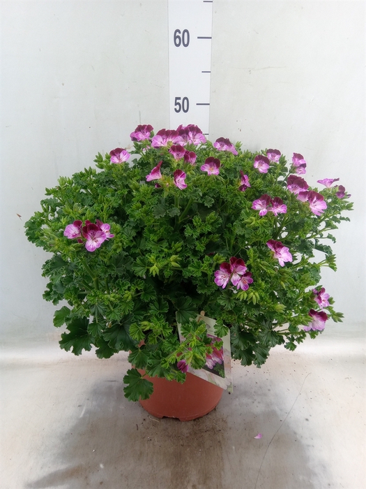 <h4>Pelargonium gran. 'Tip Top Duet'</h4>