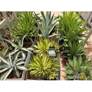 Agave   ...